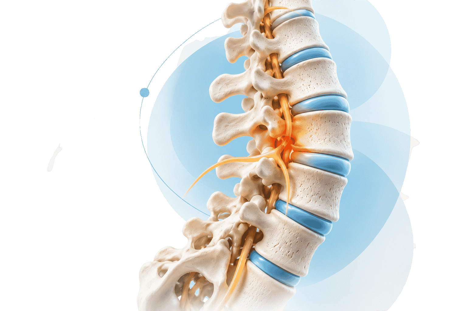 Spine & Peripheral Nerve Anatomical Illustration
